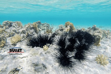 Red Sea Urchins